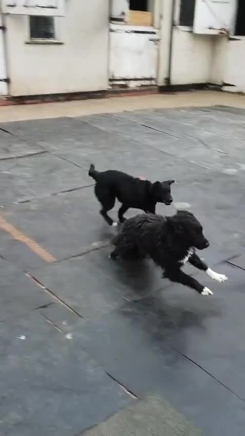 Mixed Breed dogs for adoption: MONTY & DAISY - example of Resilience & Friendship - Video 2