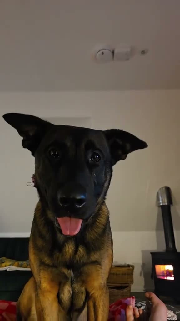 Belgian Shepherd Dog dogs for sale: A girl's best friend  - Video 2