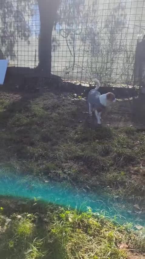 Mixed Breed dogs for adoption: STORM - Video 1