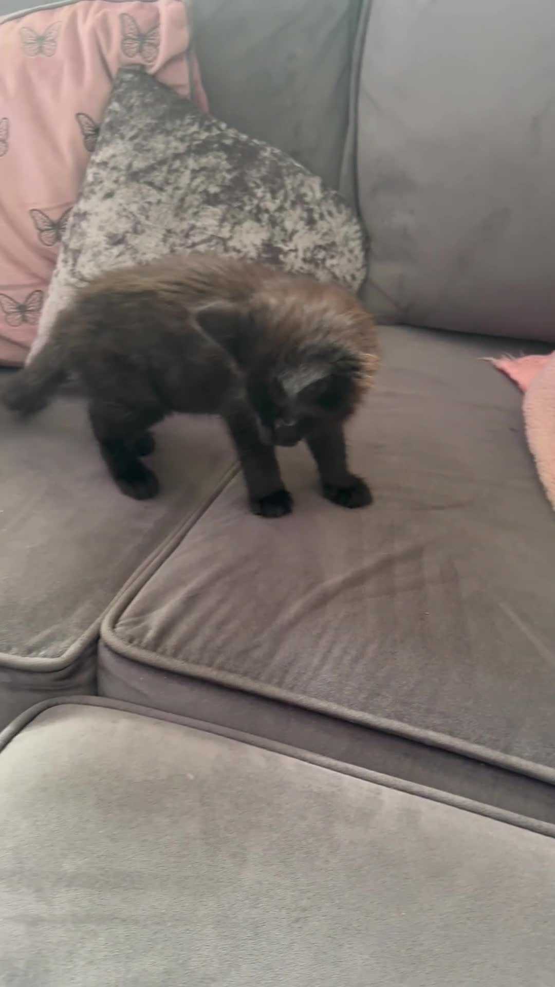Maine Coon cats for sale: 1 Black Female Main Coon Cross Kitten  - Video 1