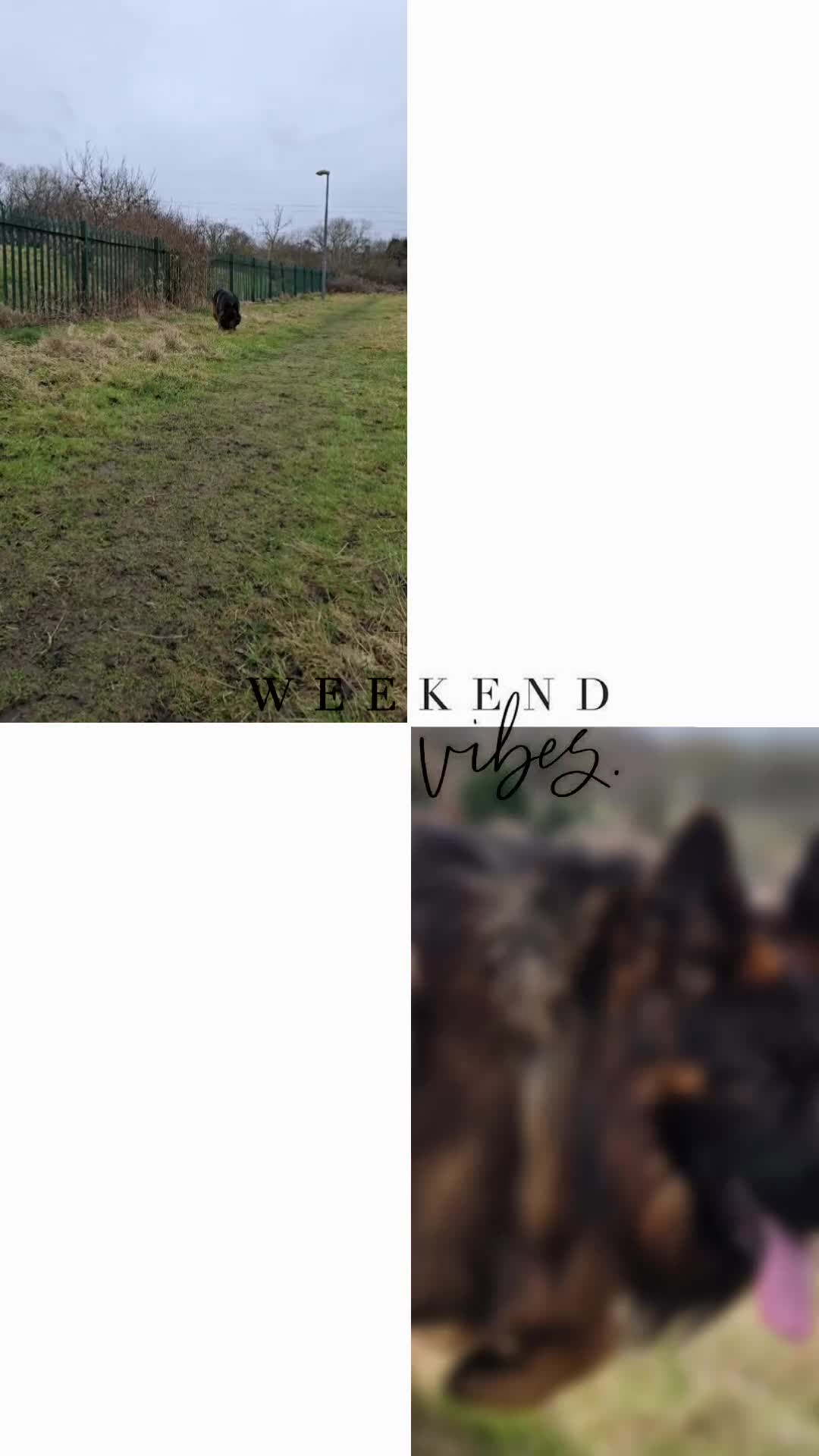 German Shepherd dogs for stud: STUD Mustang german shepherd KC  in Stoke-on-Trent - Video 1