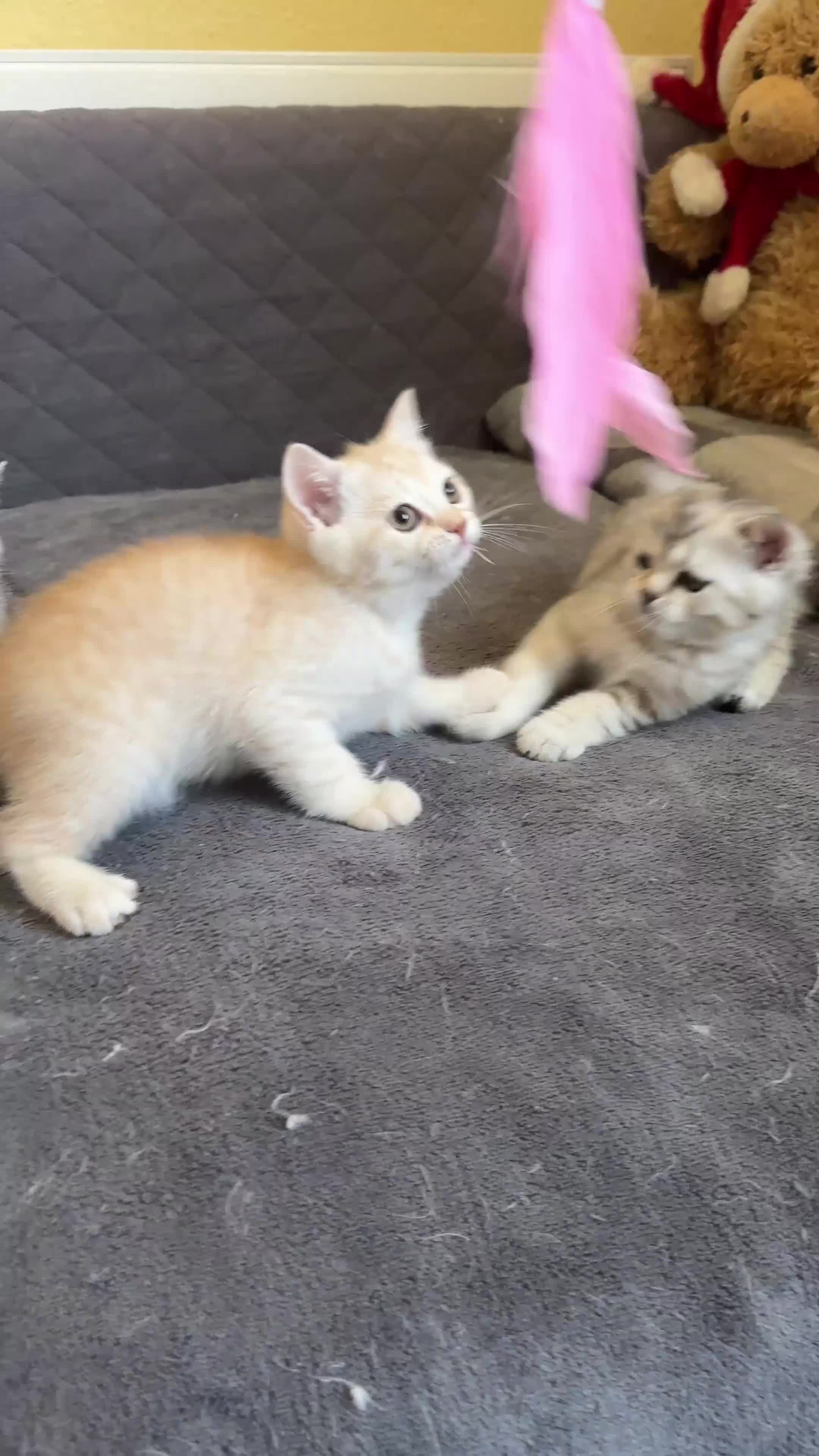 British Shorthair cats for sale: Stunning British Shorthair  - Video 1