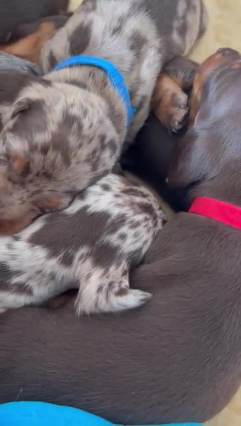 Dachshund dogs for sale: Miniature Daschund - Video 1
