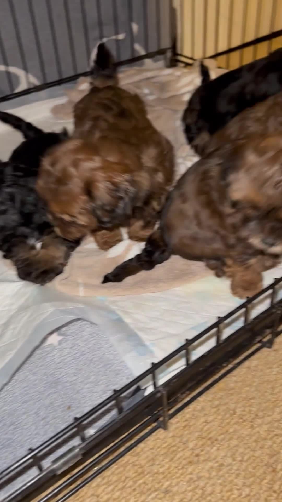Shihpoo dogs for sale: Fluffy ShihPoo puppies - Video 1