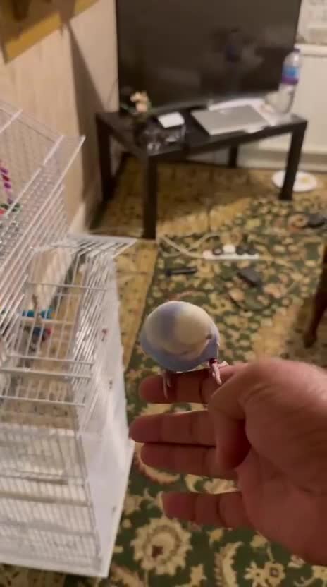 Budgerigars birds for sale: 2 male very healthy active  - Video 1