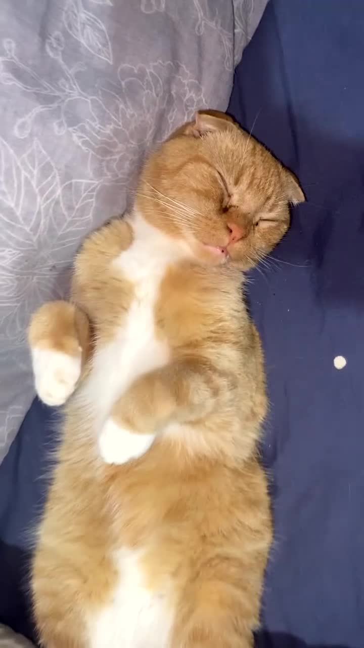 Scottish Fold cats for sale: Male scottish fold - Video 1