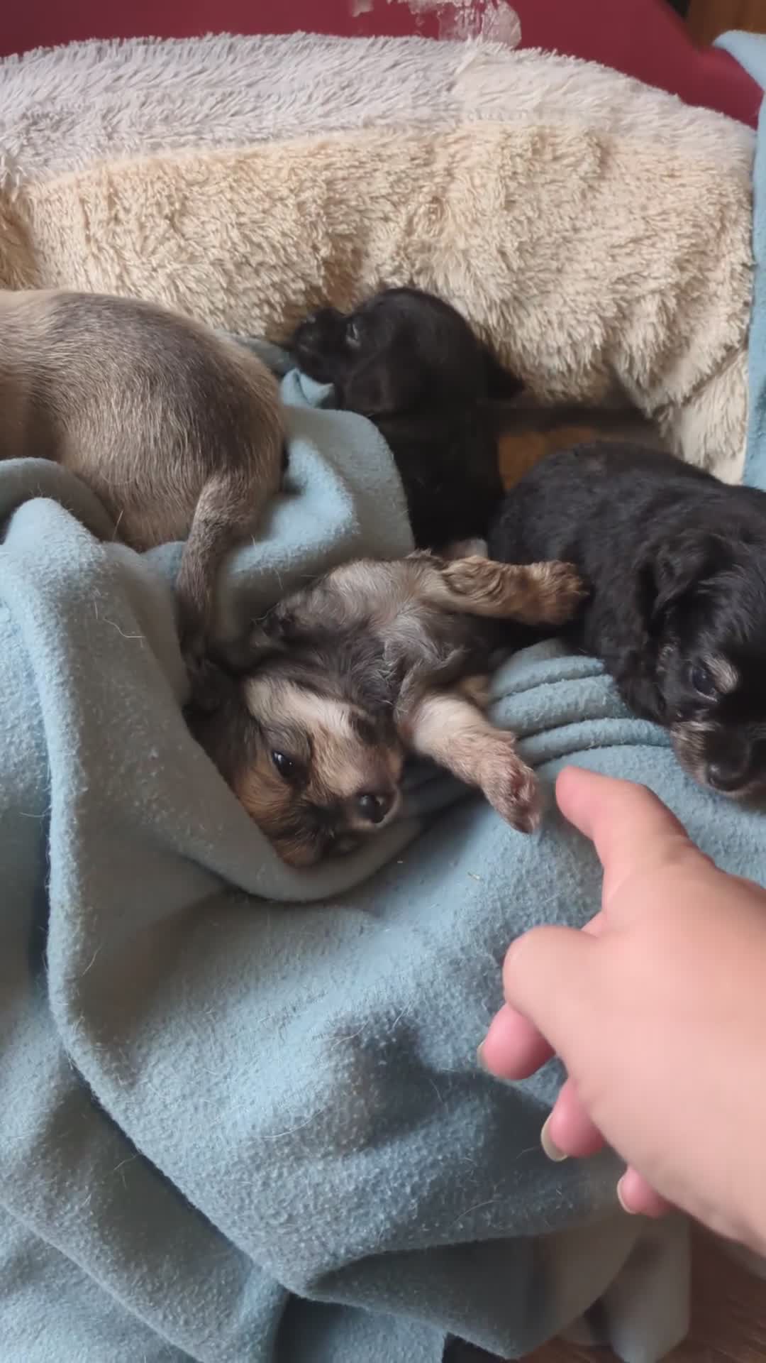 Chipoo dogs for sale: Health tested, non shed chipoos - Video 2