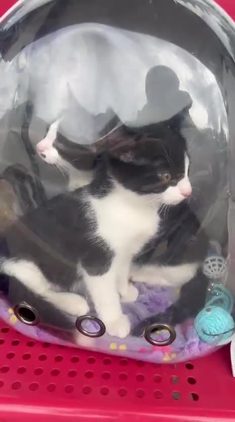 Mixed Breed cats for adoption: Rescue kittens need forever homes - Video 1