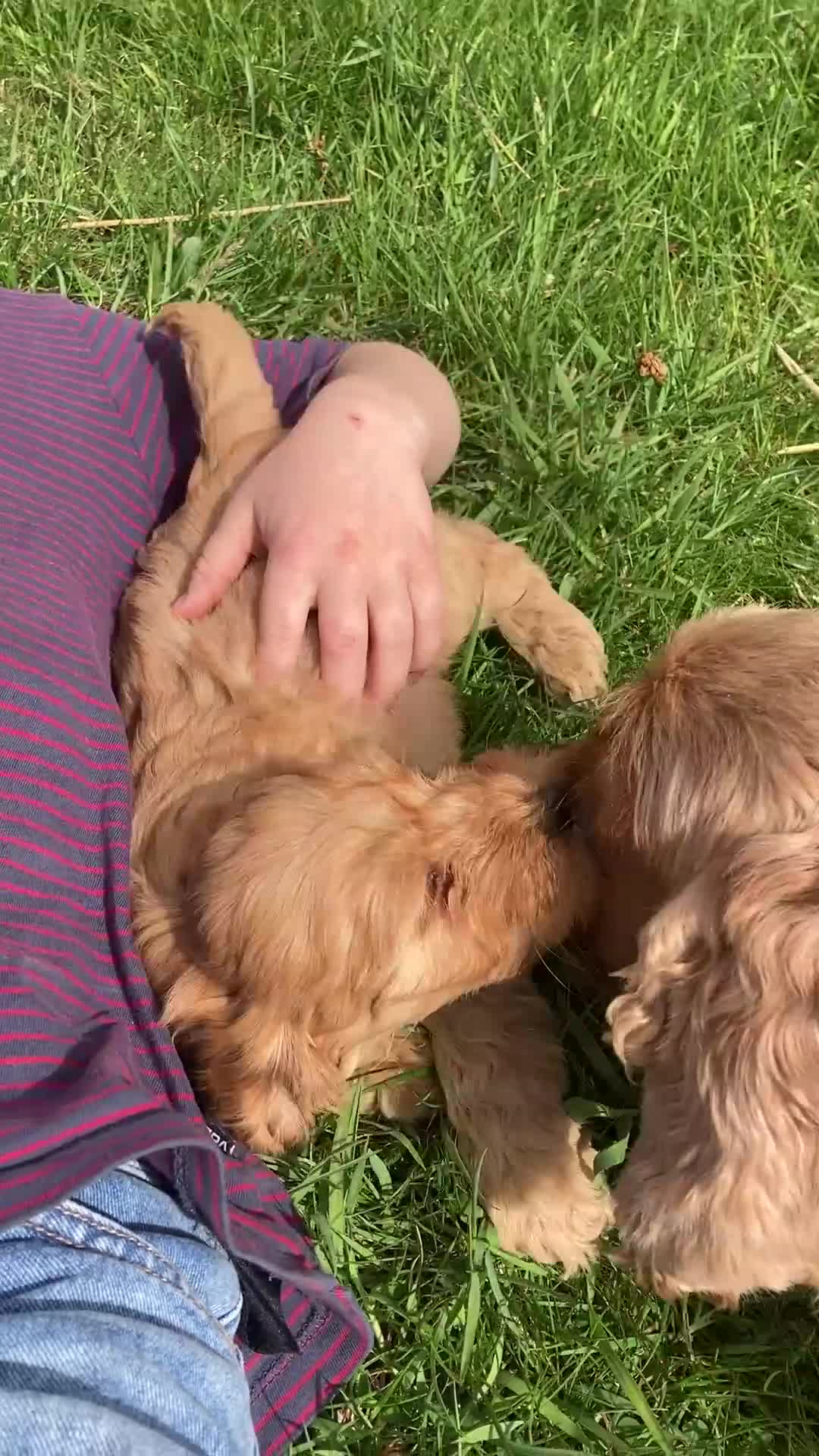 Cockapoo dogs for sale: Apricot F1 Cockapoos from Show Type Cockerspaniel  - Video 3