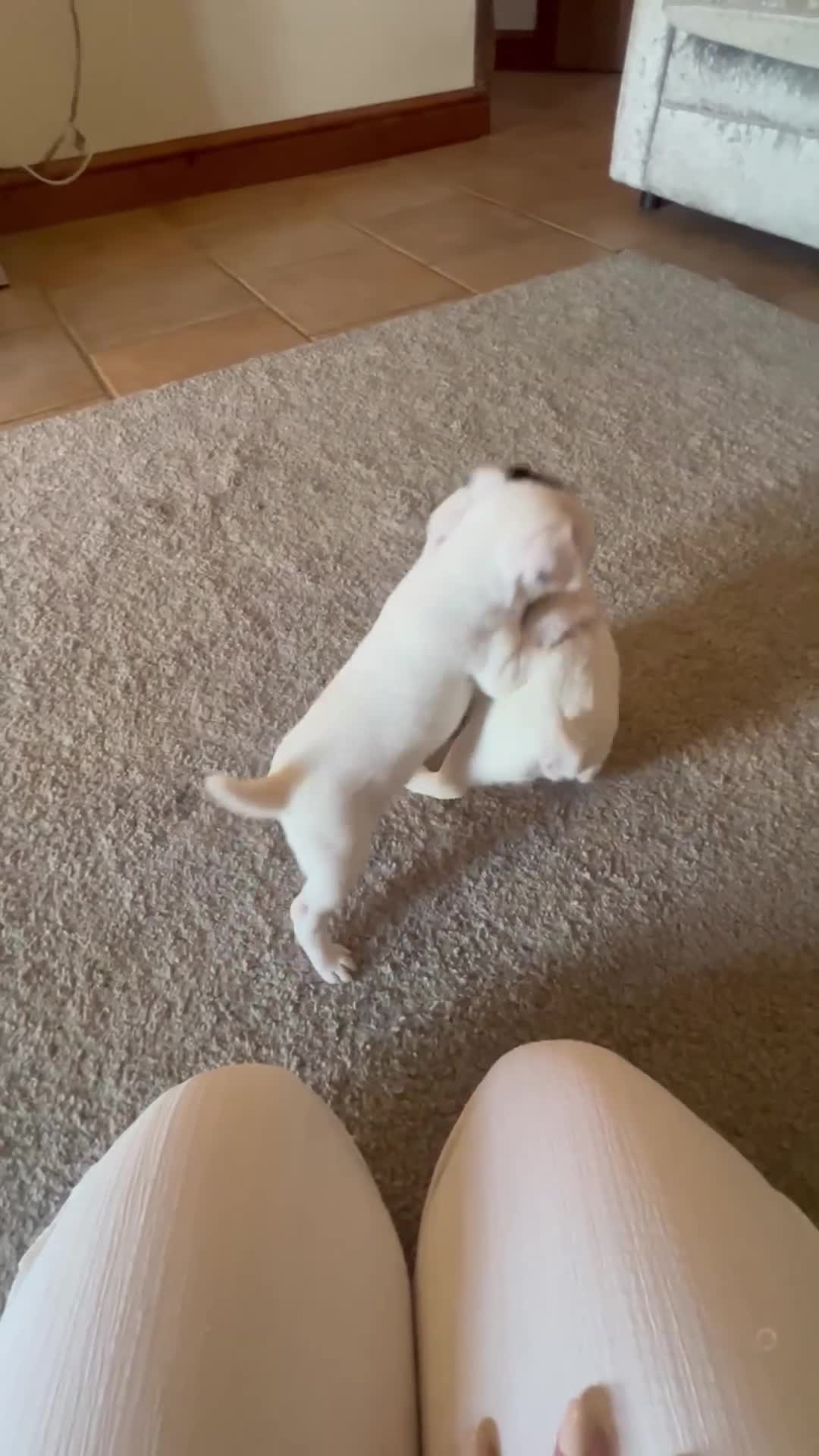 Jack Russell dogs for sale: Jack Russell puppies  - Video 2