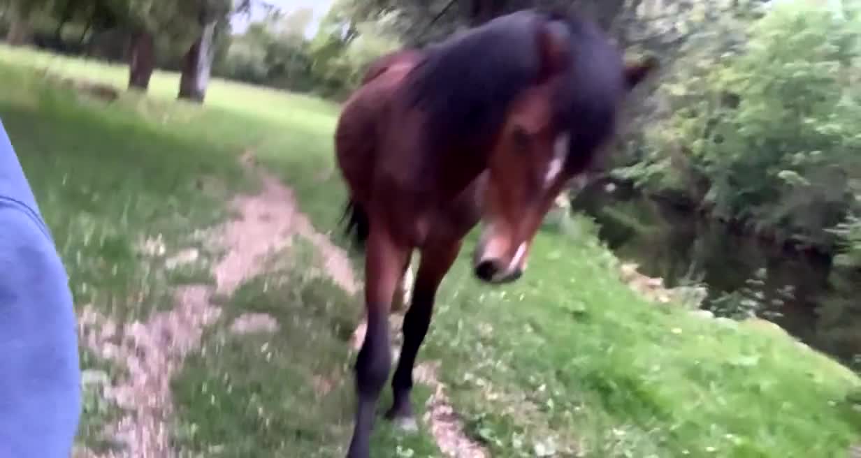 Welsh Section C horses for sale: 5 year old gelding looking for a new home - Video 2