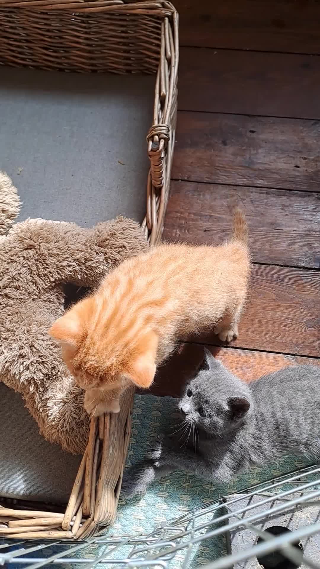 Mixed Breed cats for sale: Kittens for sale, 1 boy, 4 girls.. mixed colours - Video 3