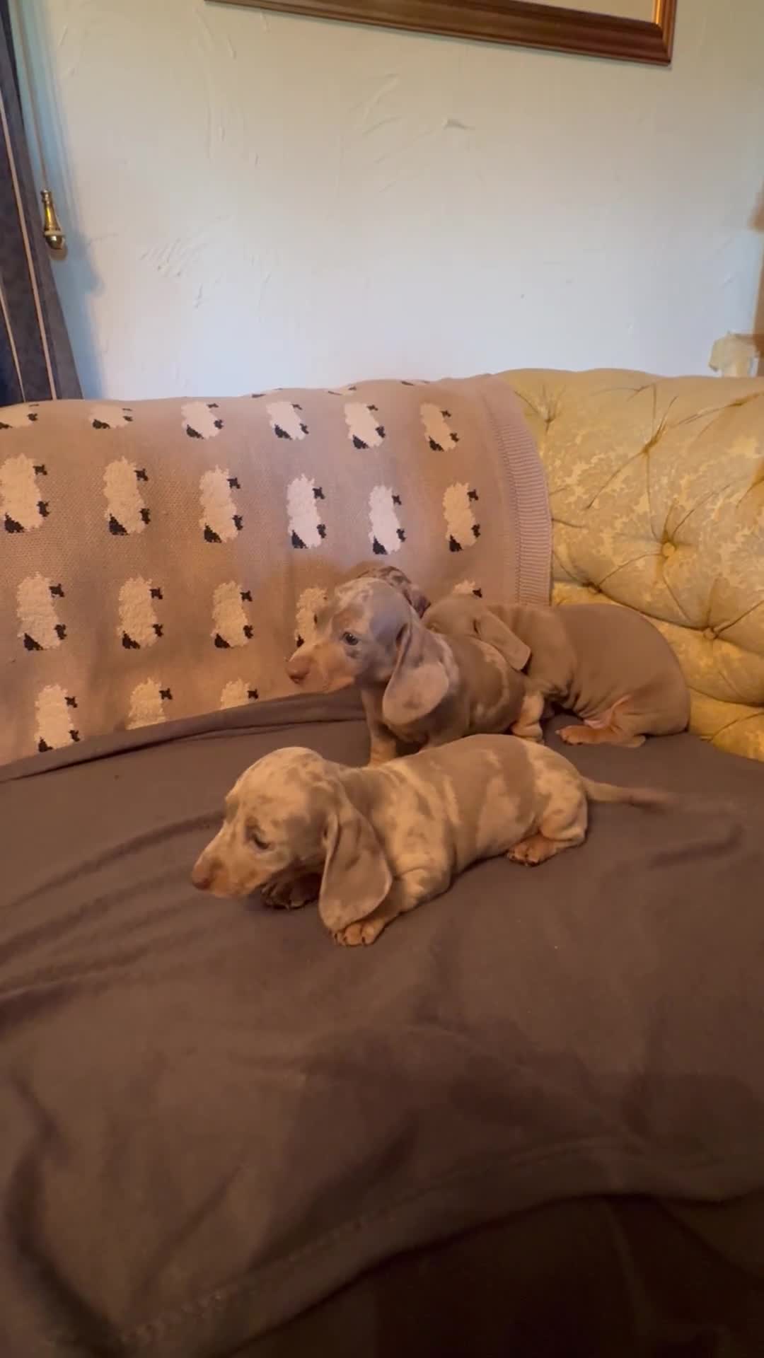 Miniature Dachshund dogs for sale: Smooth haired miniature Dachshund puppies in Okehampton - Video 1