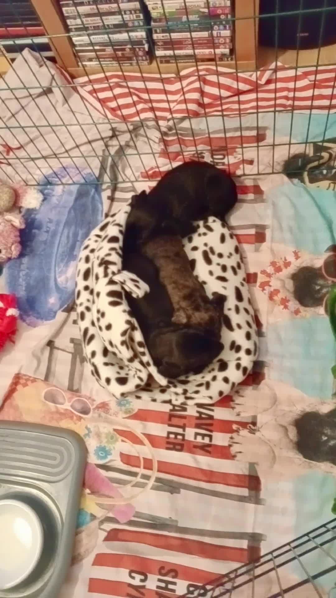 Doxiepoo dogs for sale: Last Doxiepoo Girl Remaining. - Video 1