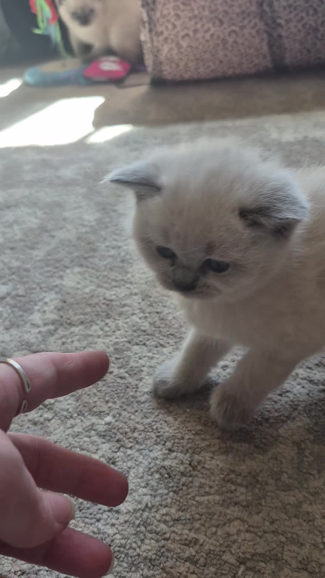 British Shorthair cats for sale: 1x boy 1x girl british shorthair kittens LAST 2 - Video 2