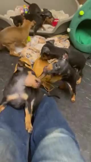 Miniature Pinscher dogs for sale: Beautiful Miniature Pinscher . - Video 1
