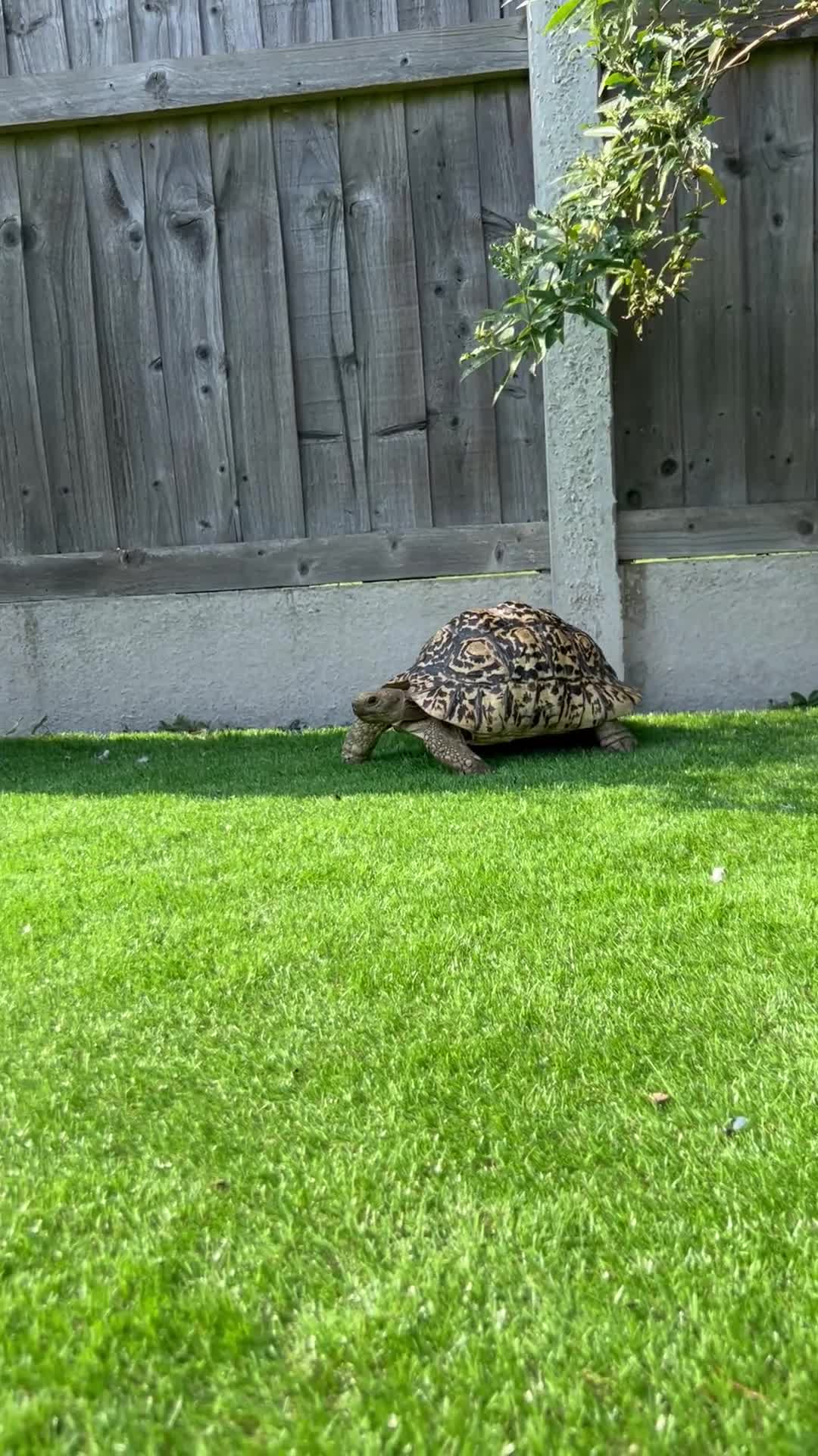 Tortoise reptiles for sale: Leopard Tortoise - Video 1