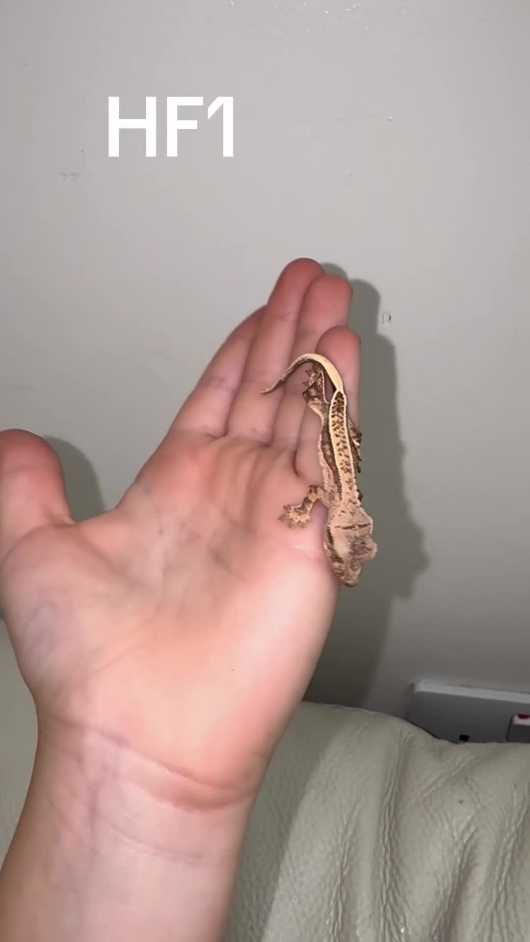 Gecko reptiles for sale: Baby Crested Geckos  - Video 2