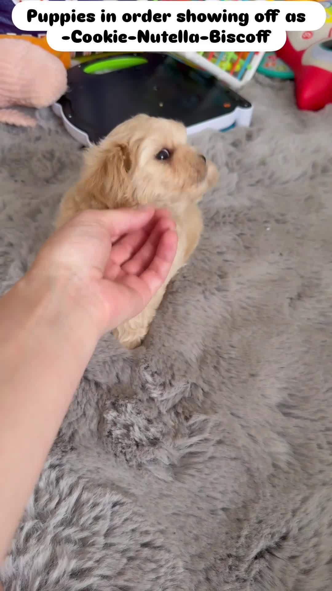 Maltipoo dogs for sale: Tiny Teddy Maltipoo- from Asian teddy dad! - Video 2