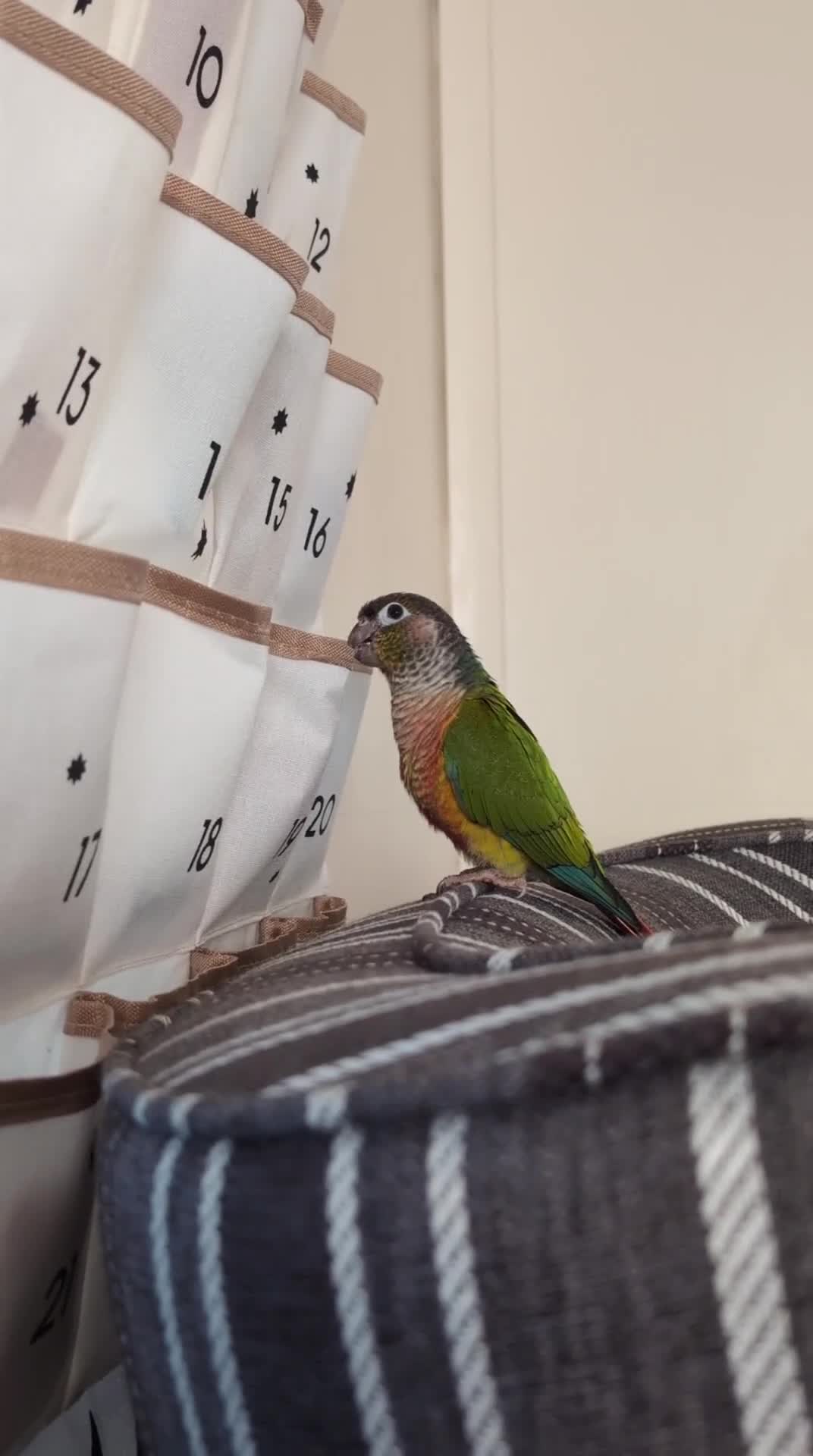 Conures birds for sale: Green Cheek Conure + cage, food and toys  - Video 1