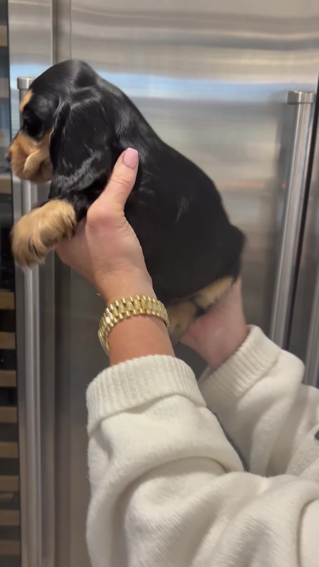 Cocker Spaniel dogs for sale: Health tested cocker spaniel puppies  - Video 2