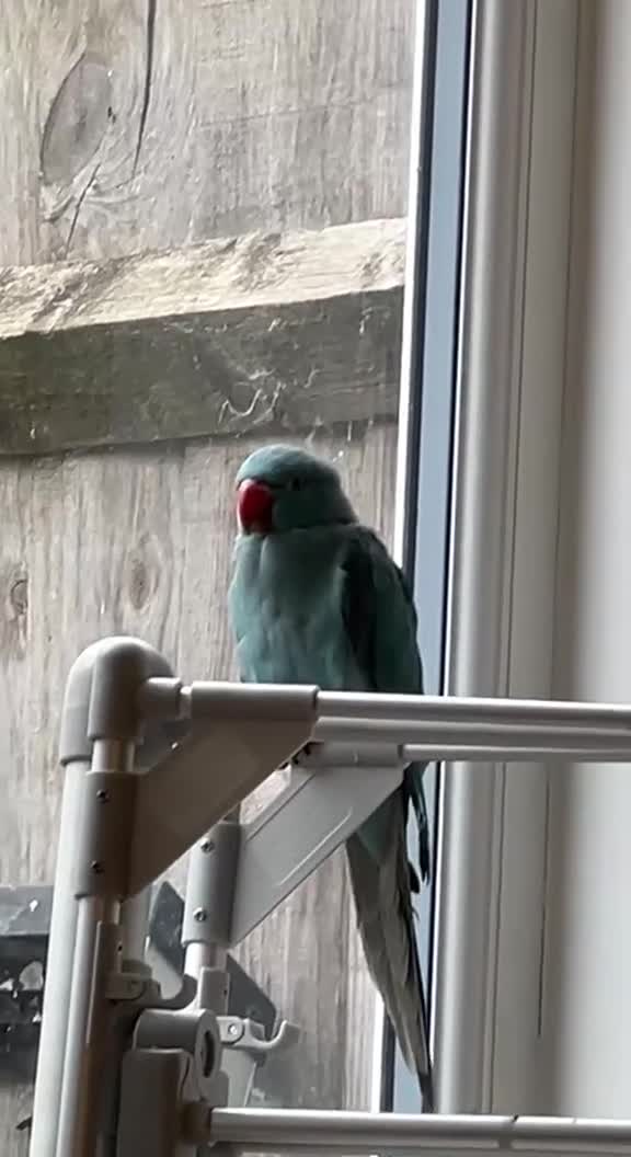Ringnecks birds for sale: Indian ringneck  in Southampton - Video 2
