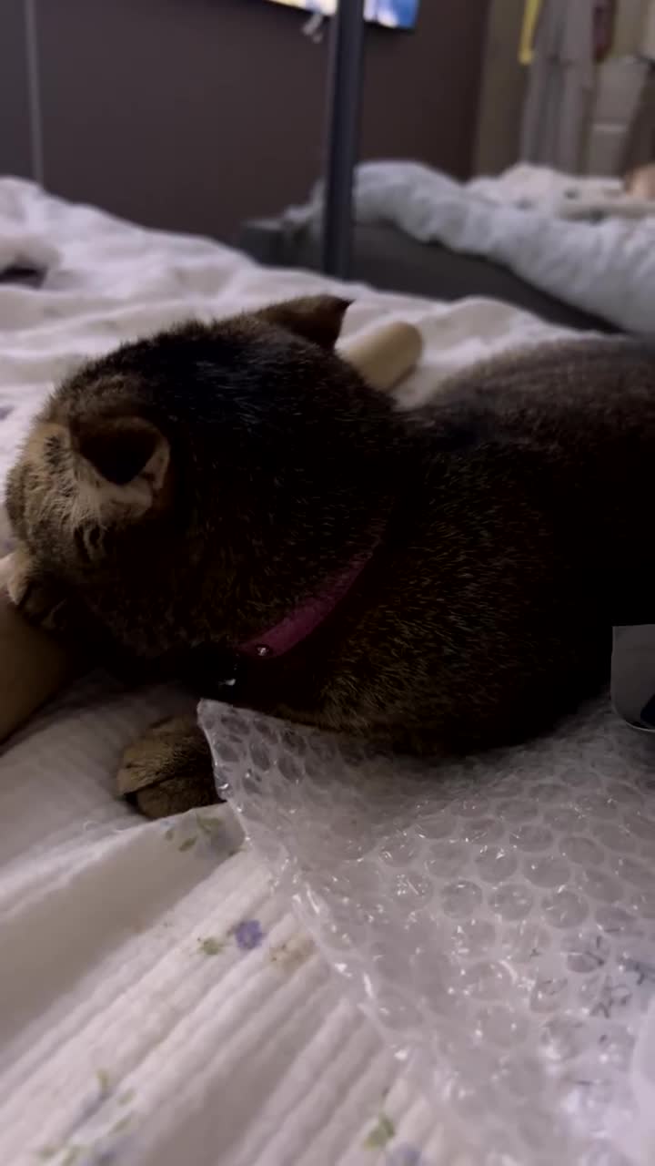 Scottish Fold cats for sale: Pure Scottish fold - Video 1