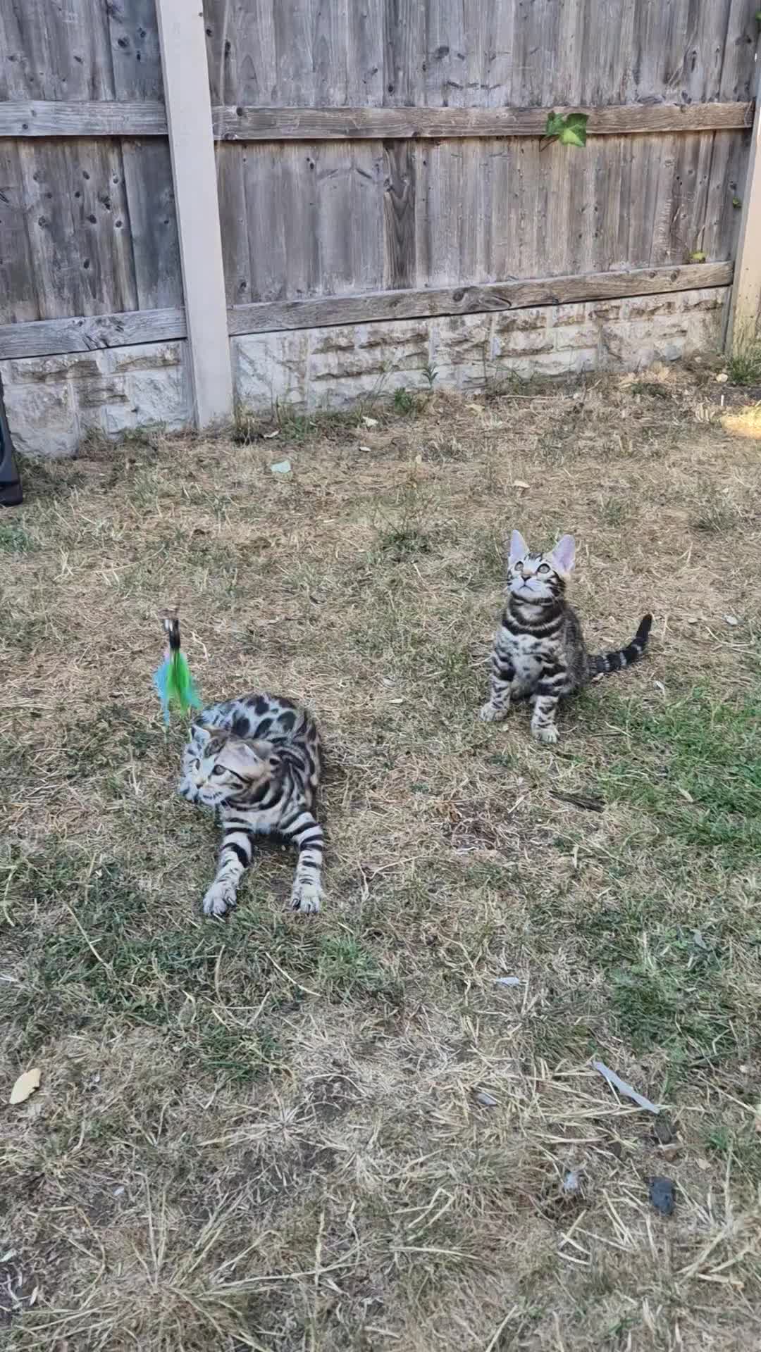 Bengal cats for sale: TICA Registered Bengal Kittens – Ready to Reserve - Video 1