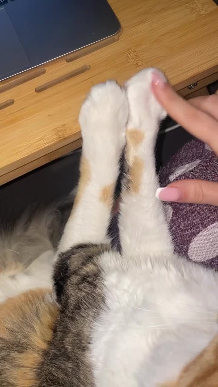 Mixed Breed cats for sale: Boy cat up for adoption - Video 5