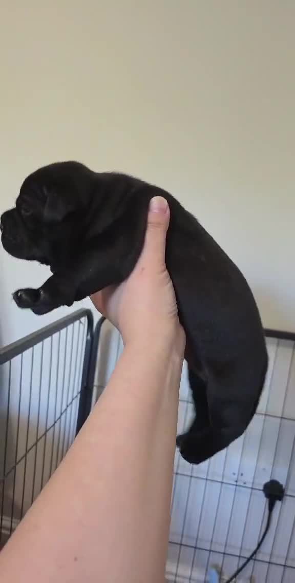 Staffordshire Bull Terrier dogs for sale: Black stafford puppy girl - Video 1