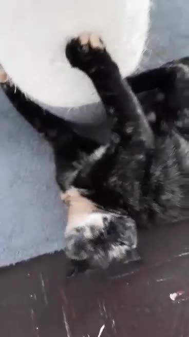 Mixed Breed cats for sale: For tortoiseshell cat lovers.Female.  - Video 2