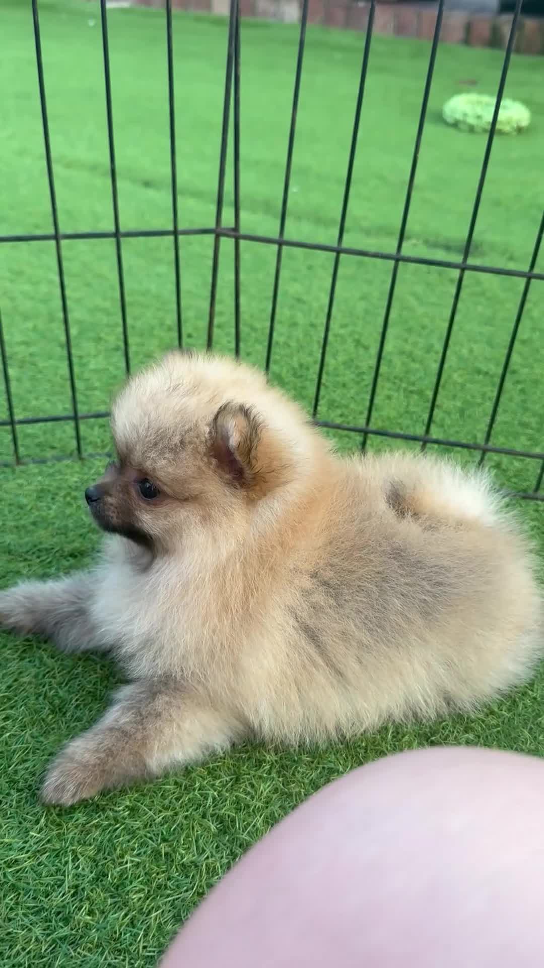 Pomeranian dogs for sale:  **  Pomeranian puppy’s ready to leave  in Liverpool - Video 5
