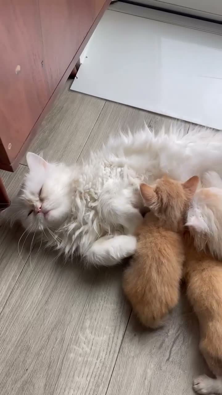 Persian cats for sale: Two beautiful Persian kittens  - Video 2