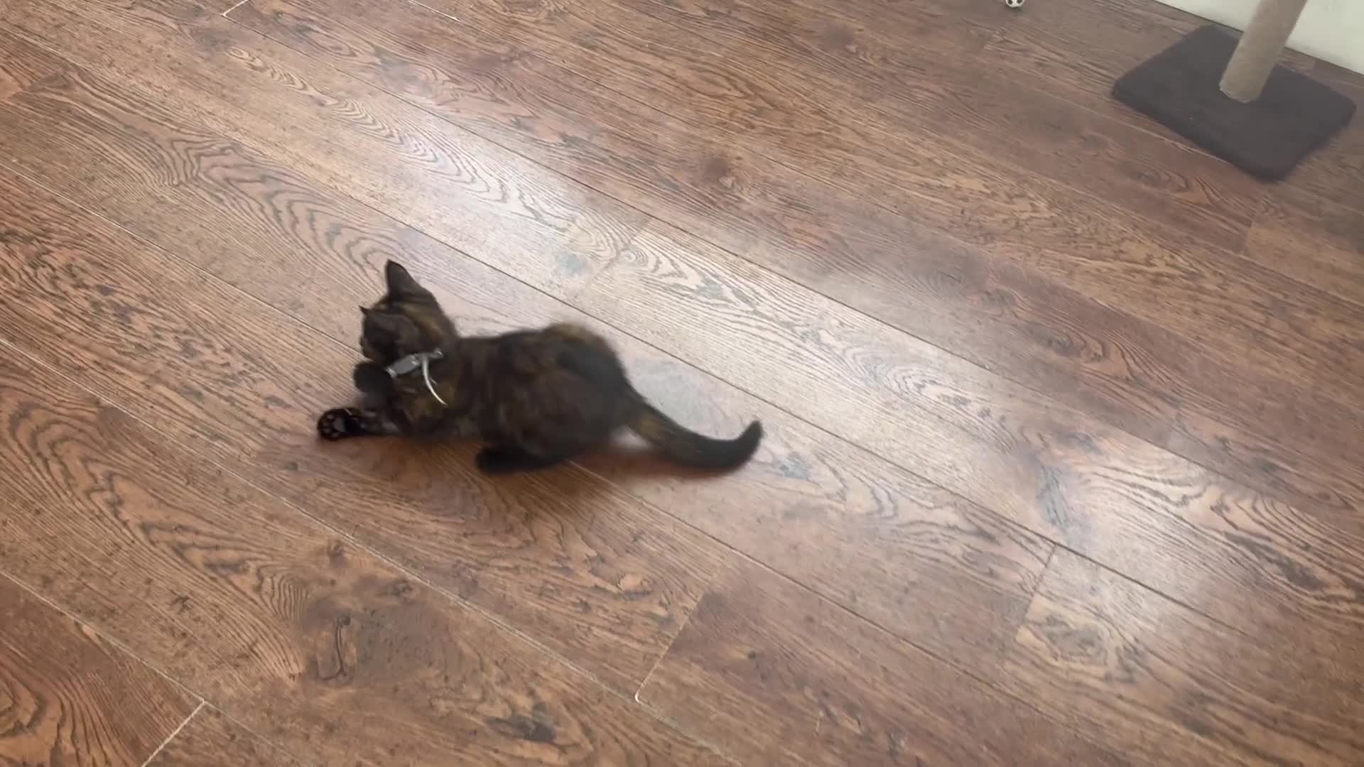 Mixed Breed cats for sale: 1/4 Maine Coon x playful tortoiseshell girl - Video 1