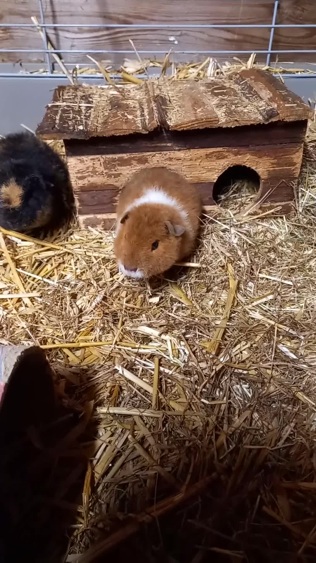 Guinea Pig rodents for sale: Teddy baby guinea-pigs  - Video 1
