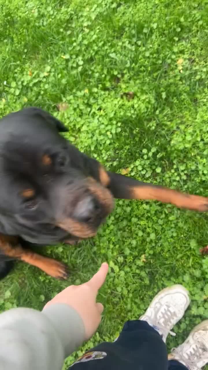 Rottweiler dogs for stud: Proven Rottweiler for stud! in Bury Saint Edmunds - Video 1