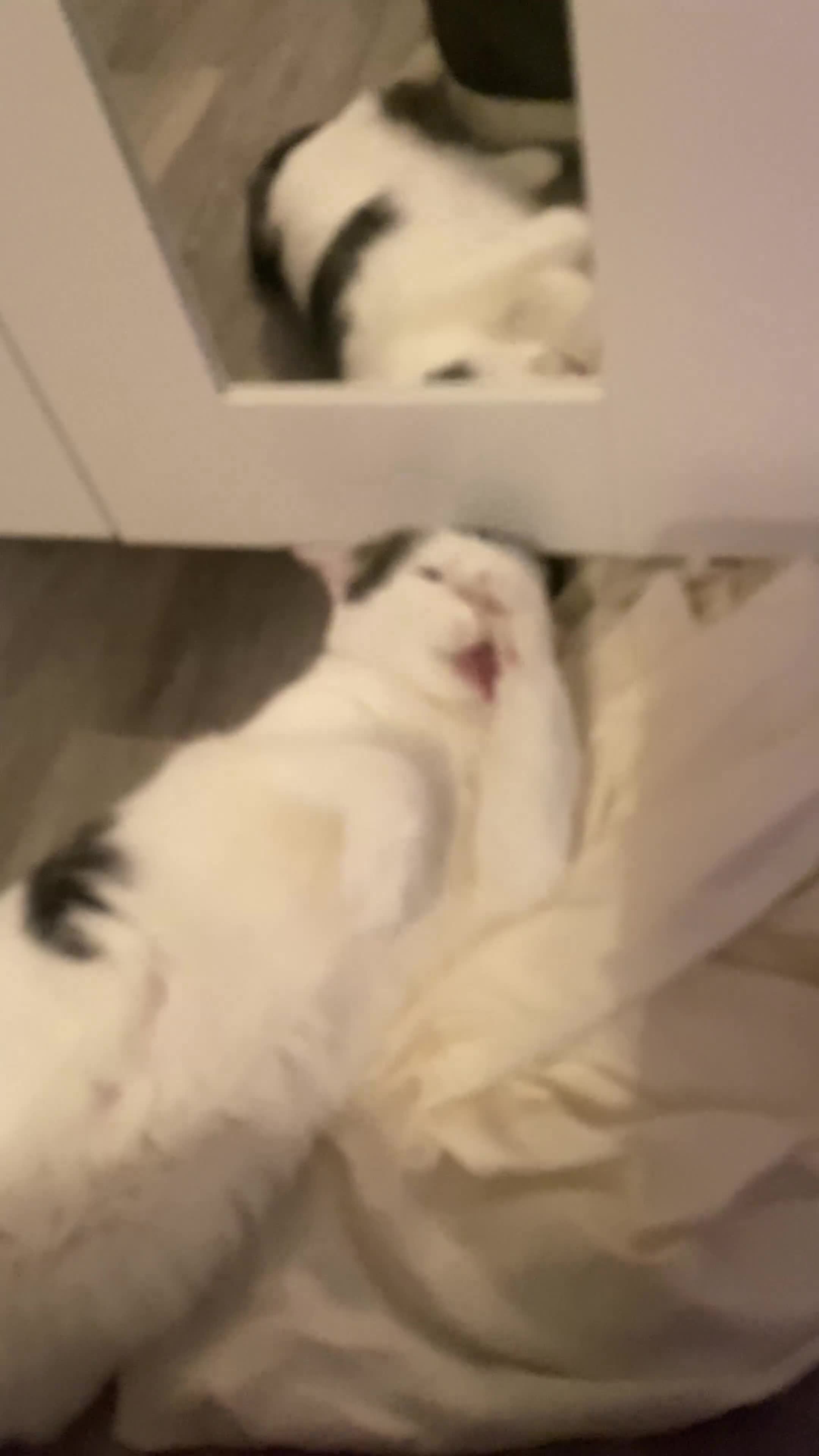 Domestic Shorthair cats for sale: Domestic Cow-Patterned Female Cat found Loving - Video 1