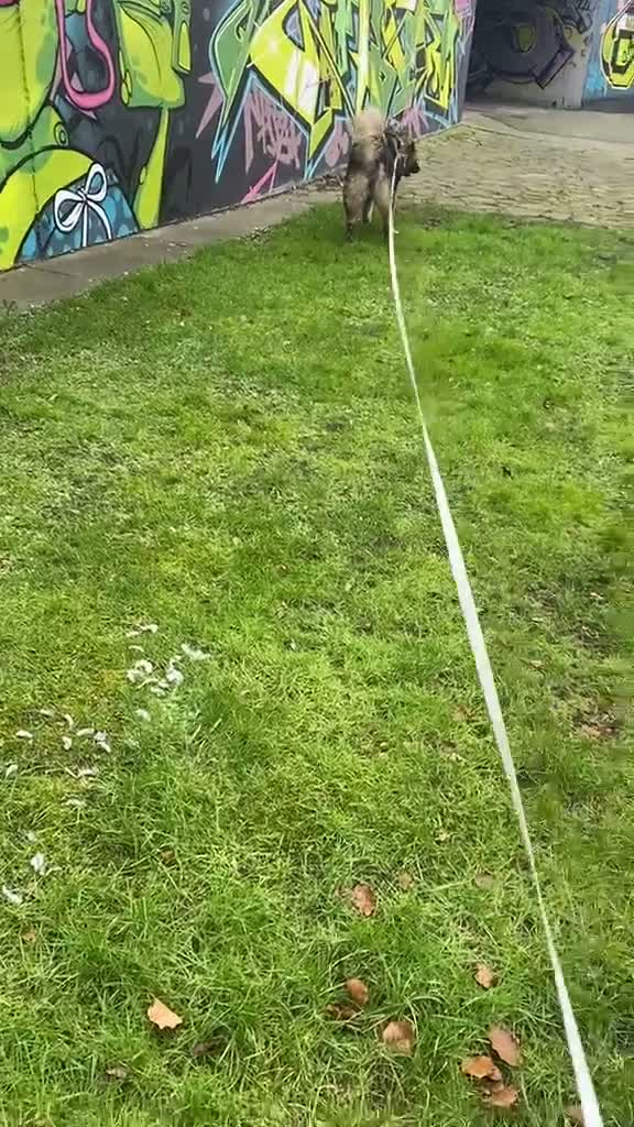 Caucasian Shepherd Dog dogs for sale: Caucasian shepherd puppies  - Video 2