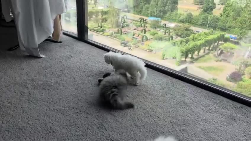 Persian cats for sale: adorable persian kittens in Hemel Hempstead - Video 1