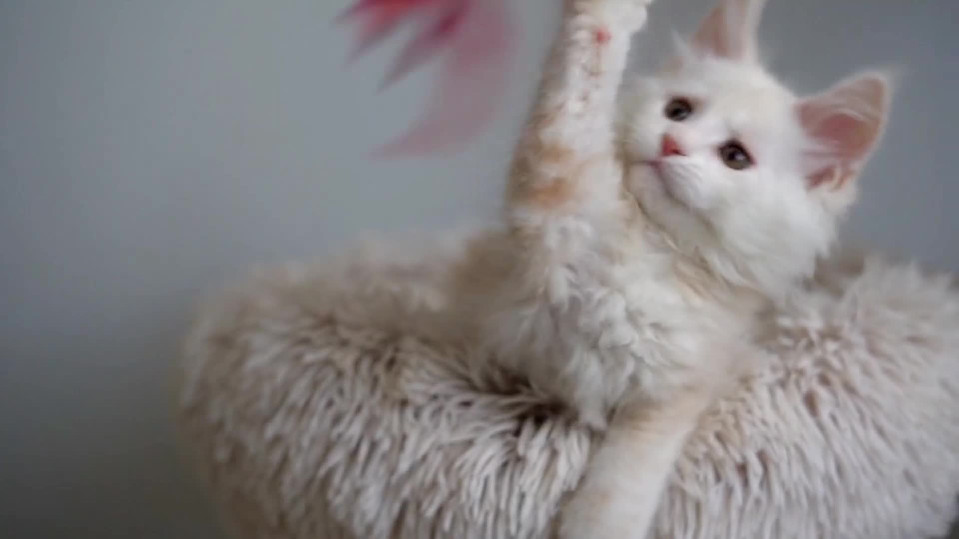 Maine Coon cats for sale: Rare Red Shaded TICA Maine Coon Kittens - Video 2