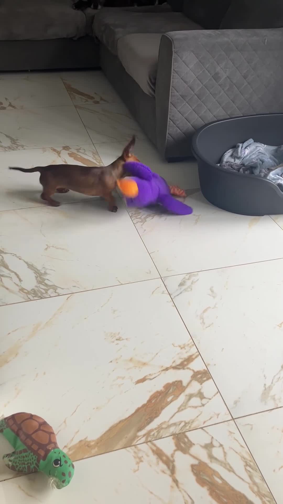 Miniature Dachshund dogs for sale: Miniature smooth coated dachshund  - Video 2