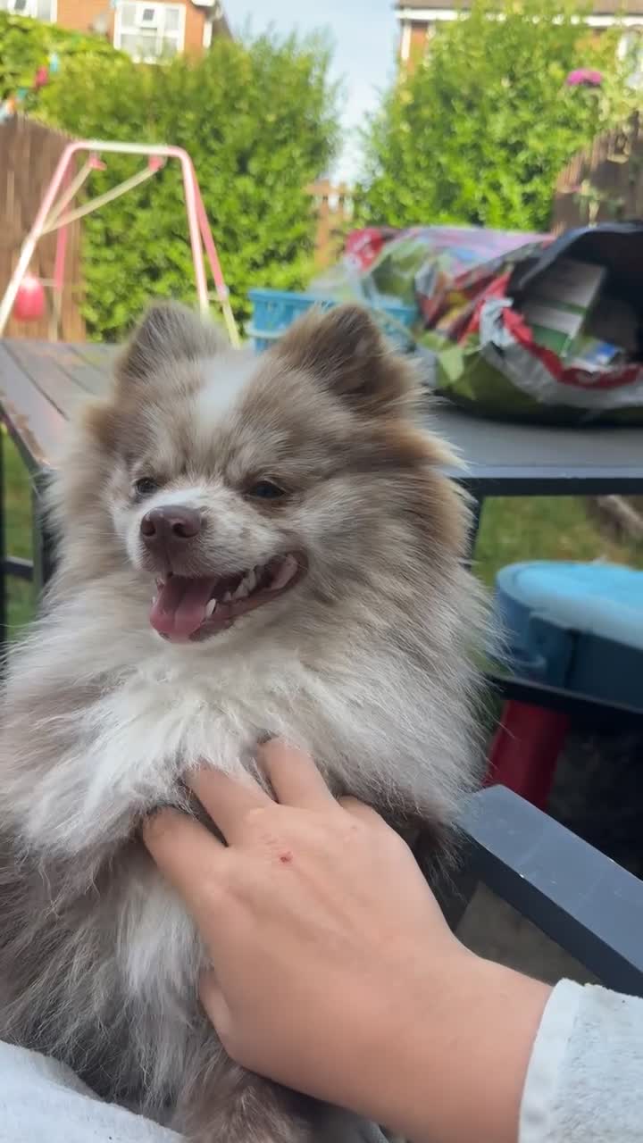 Pomeranian dogs for sale: 1 year old male Pomeranian - Video 1