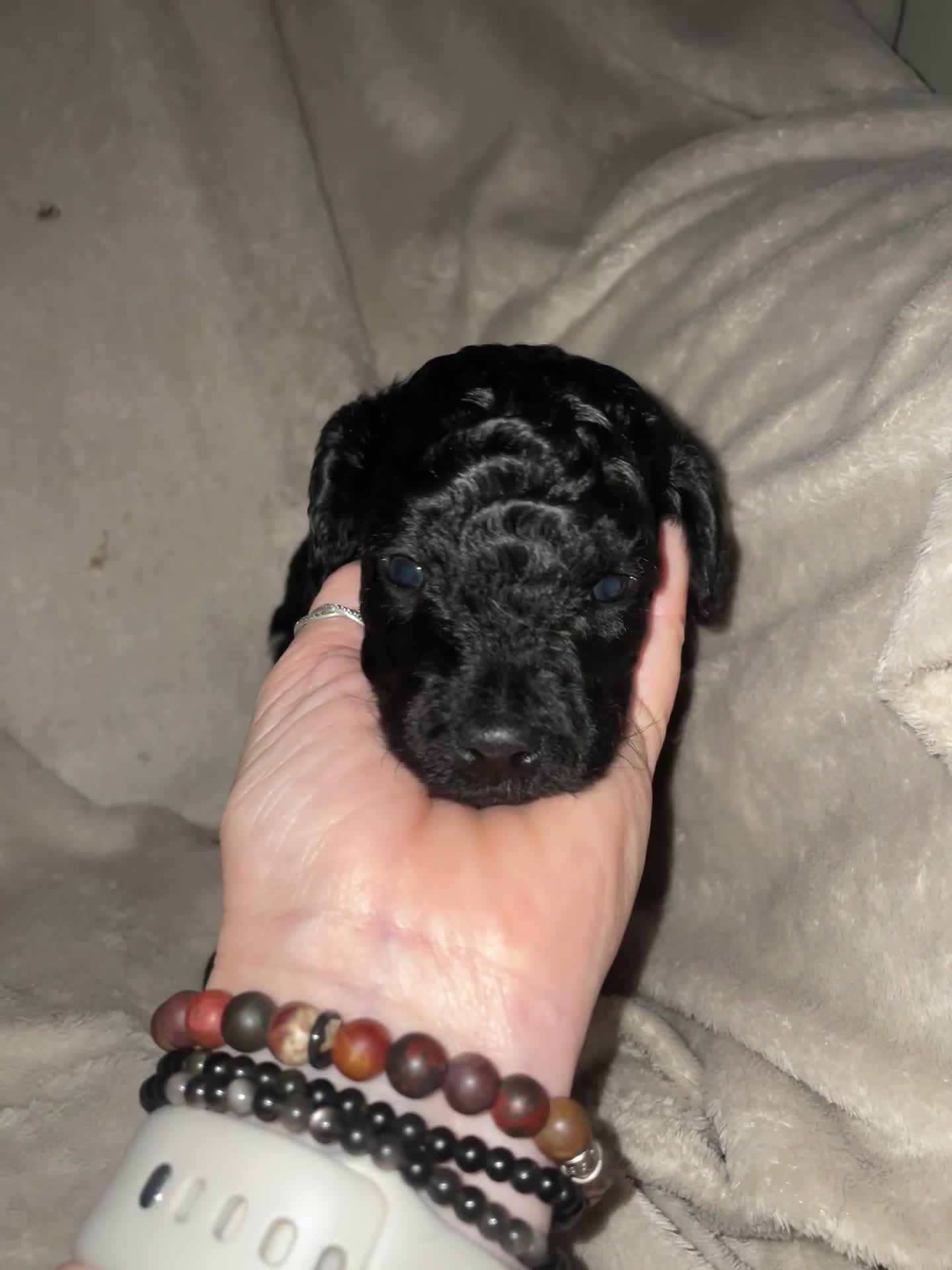 Cockapoo dogs for sale: Cockapoo  - Video 4