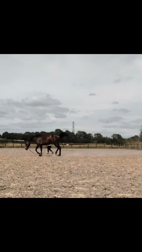 Irish Sports horses for sale: 16.2hh Irish sports horse mare project in Burton-on-Trent - Video 4
