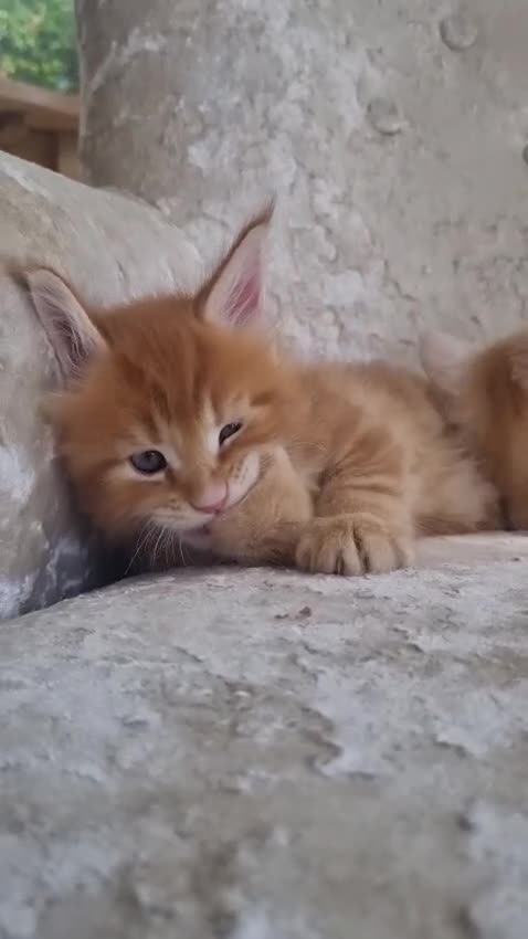 Maine Coon cats for sale: 6 Beautiful Kittens looking for their forever home in Royston - Video 5
