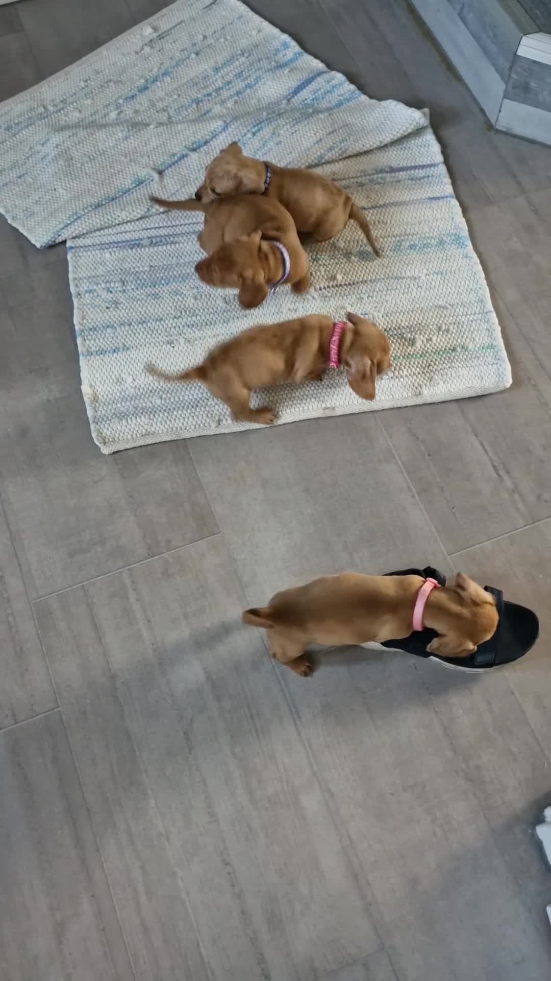 Dachshund dogs for sale: Miniature dachshund  - Video 4