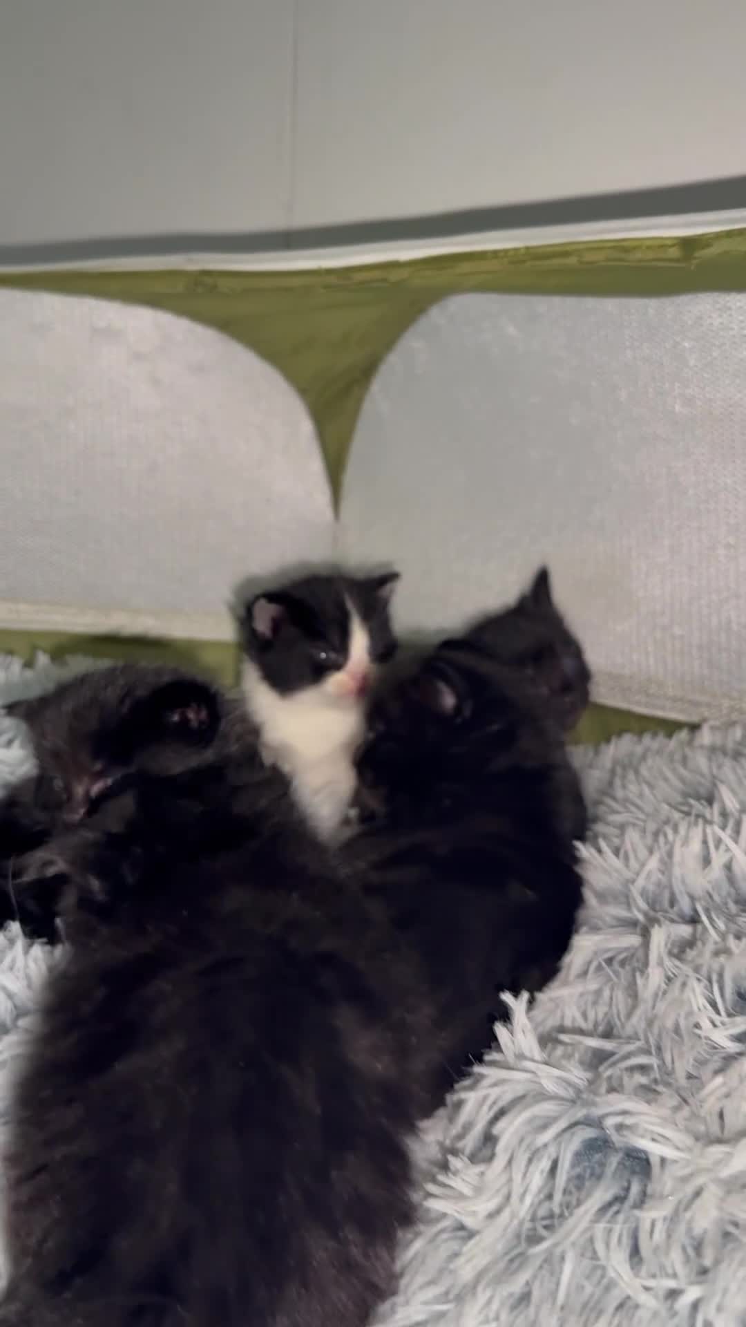 Siberian cats for sale: Siberian X kittens - Video 1