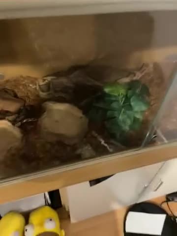 Python Snake reptiles for sale: Royal python snake with vivarium in Bedford - Video 2