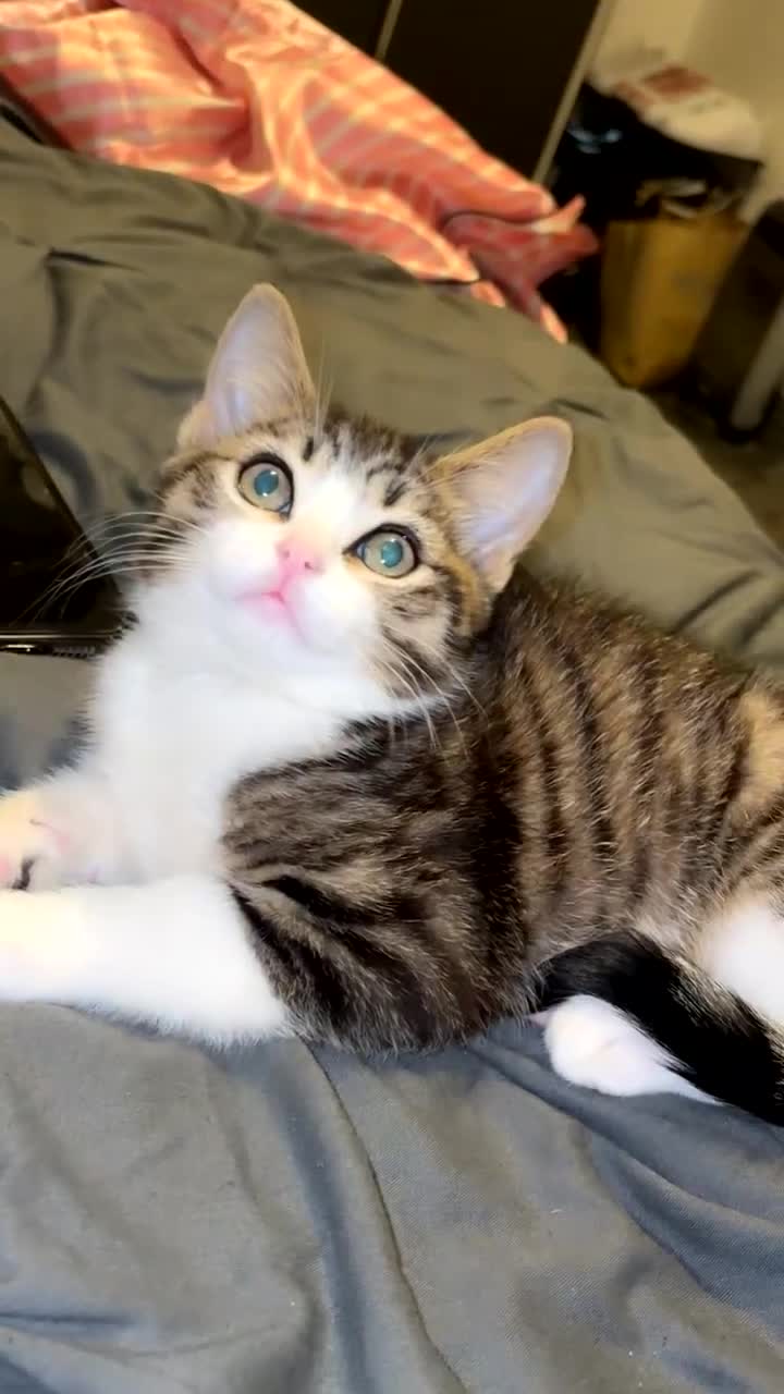 Mixed Breed cats for sale: kitten for sale  - Video 3