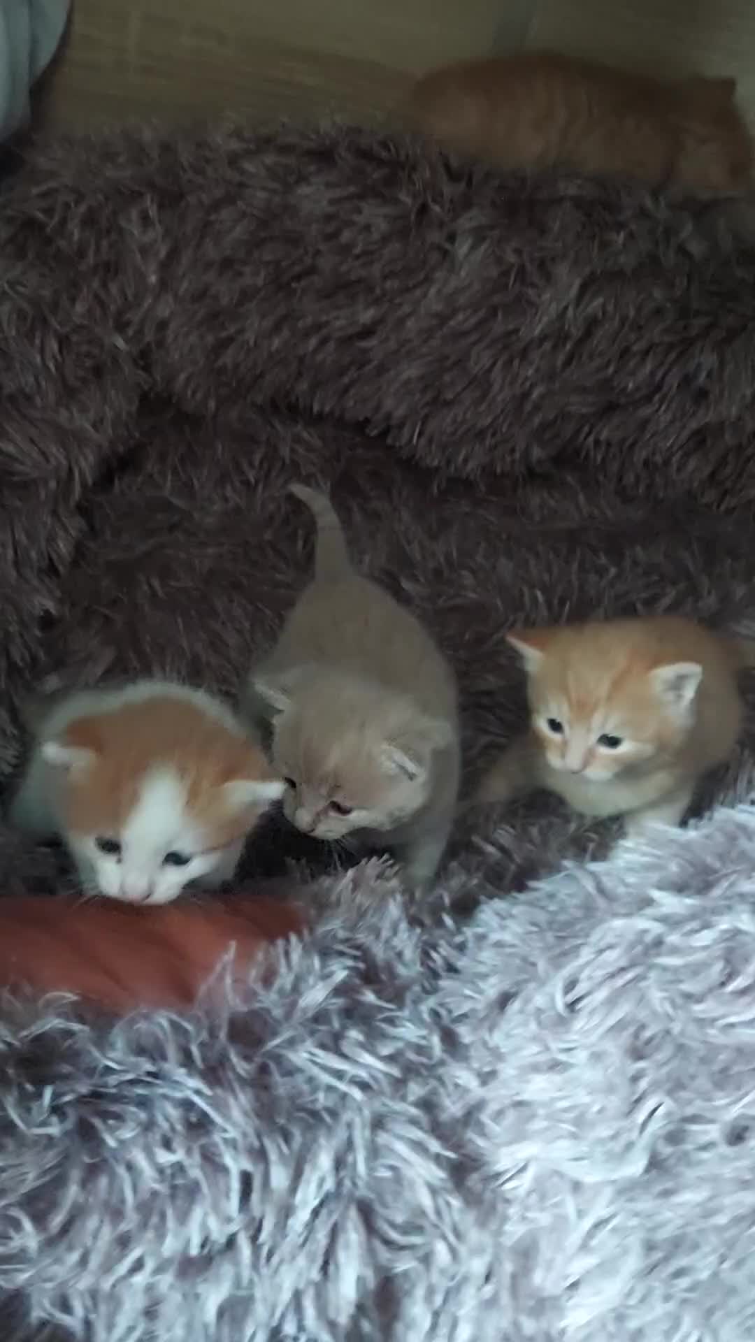 American Shorthair cats for sale: 4 kittens  - Video 4